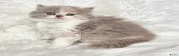 British Shorthair cats for sale: Stunning loving British longhair  - Advert 10