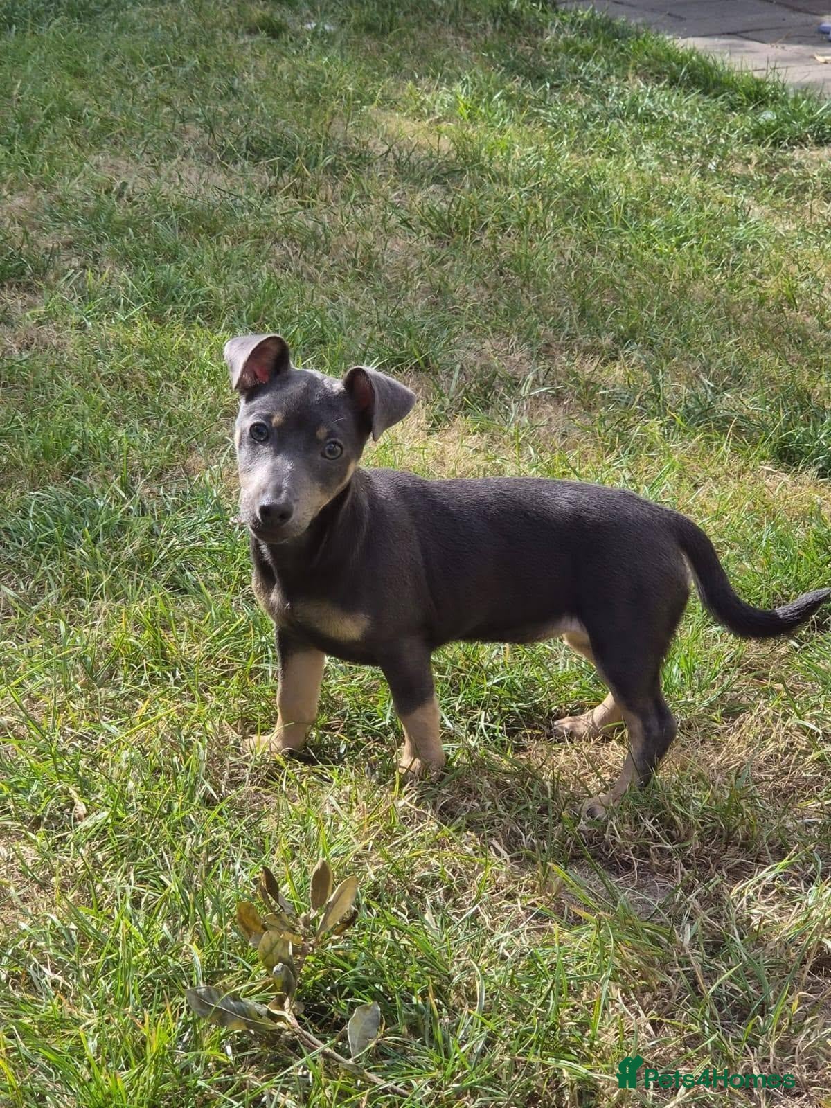 Jack Russell dogs Friendly Jack Russell pups looking for a new home - Advert 18