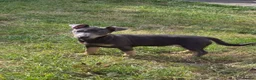 Jack Russell dogs for sale: Friendly Jack Russell pups looking for a new home - Advert 1