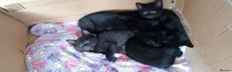 Mixed Breed cats for sale: 5 black kittens 1 with 4 white feet - Advert 7
