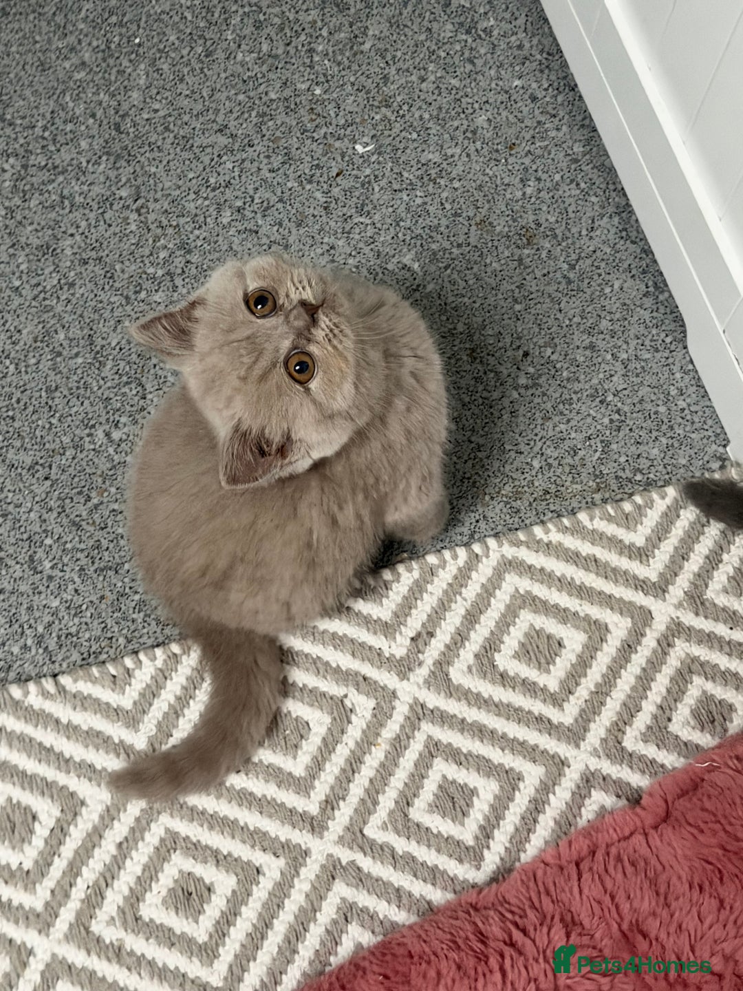 British Shorthair cats for sale: British shorthair kittens  - Advert 9