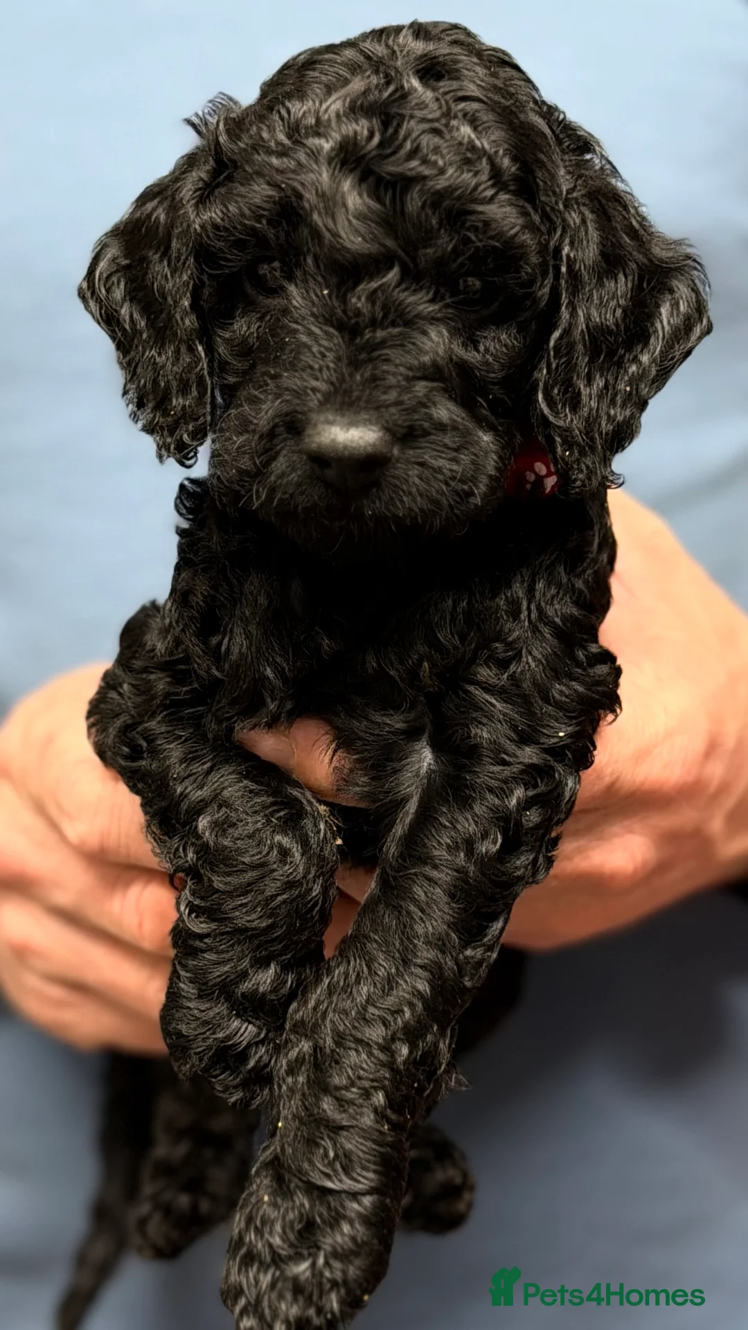 Cavapoo dogs for sale: Cavapoo Puppies ( Fox Red, Black, Black & White) - Advert 2
