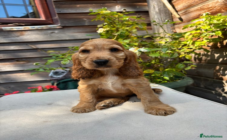 Cocker Spaniel dogs - Advert 4