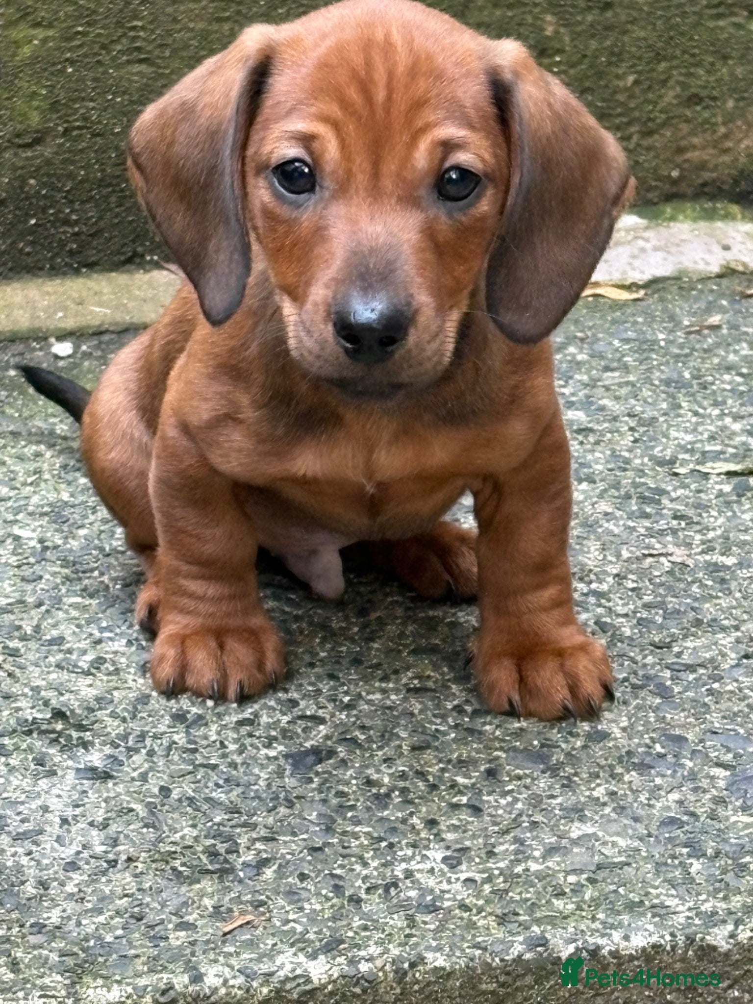 Dachshund dogs Reduced to £800 last two puppies left males only  - Advert 1