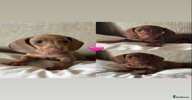 Miniature Dachshund dogs - Advert 3