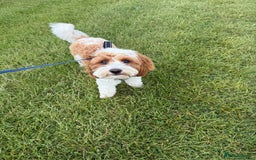 Cavapoo dogs for stud: Cavapoo for stud - Image 4