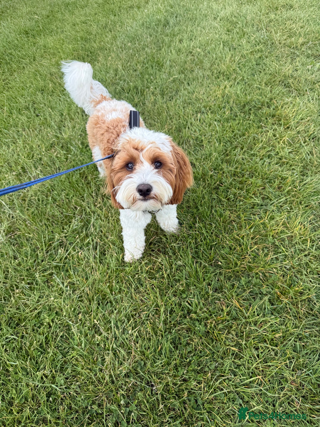 Cavapoo dogs for stud: Cavapoo for stud - Image 4