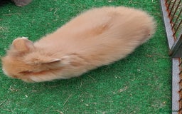 Lionhead rabbits for sale: Beautiful Double Maned Lionhead Babies - Image 12