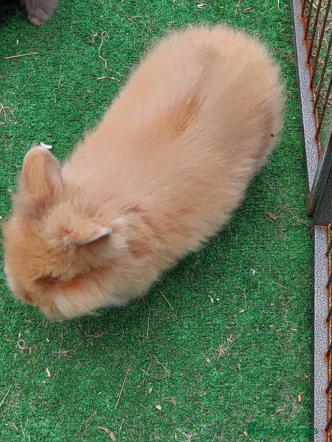 Lionhead rabbits for sale: Beautiful Double Maned Lionhead Babies - Image 12