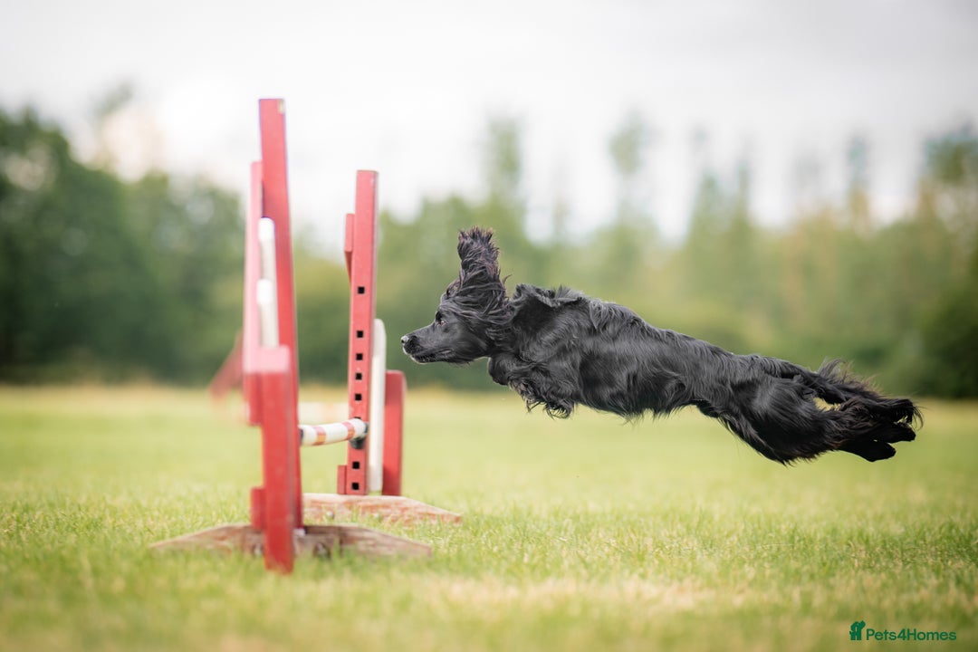 Cocker Spaniel dogs for stud: Working cocker at studs in Ashford - Image 17