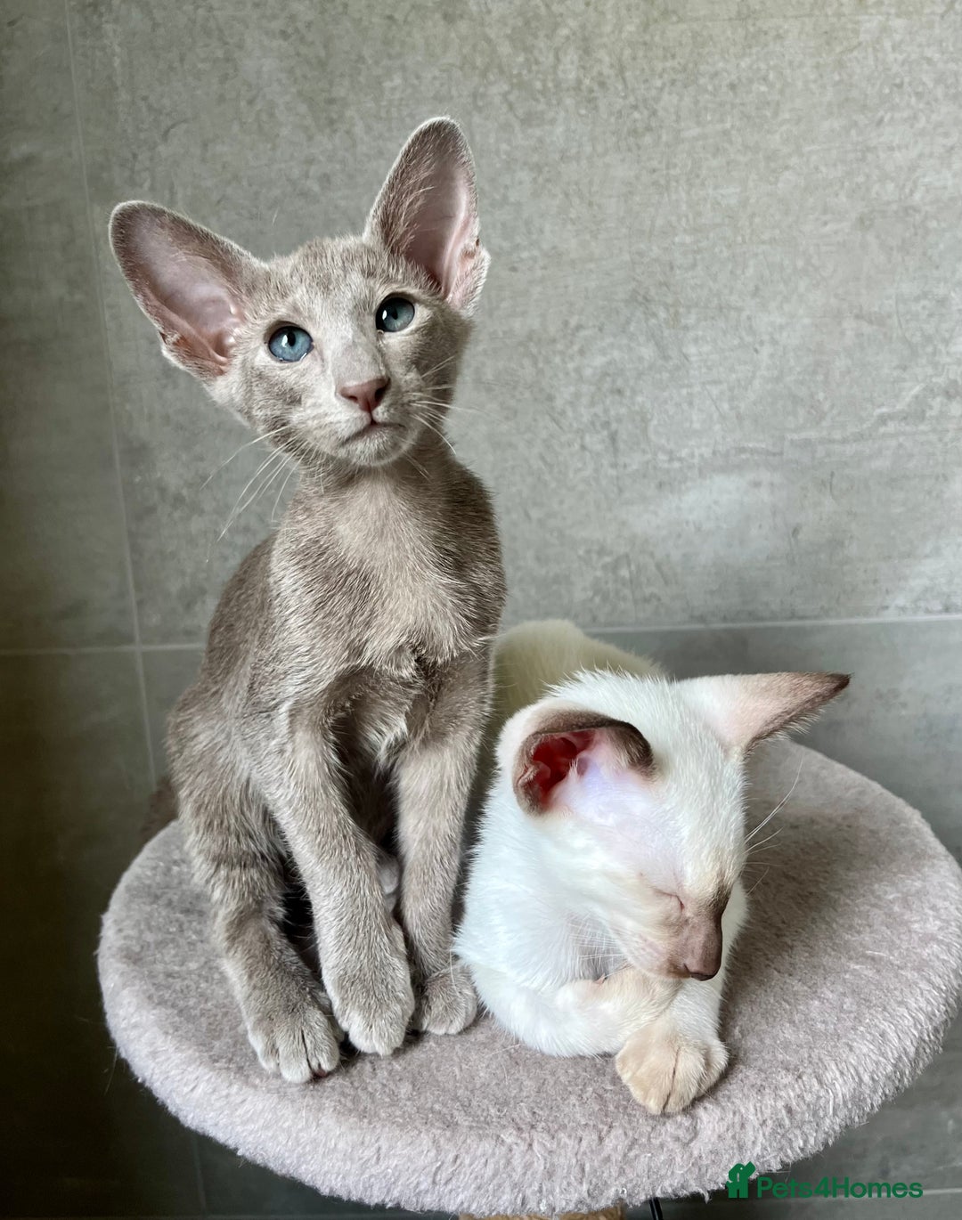 Oriental cats for sale: Outstanding Pedigree Oriental GCCF reg kittens - Advert 4