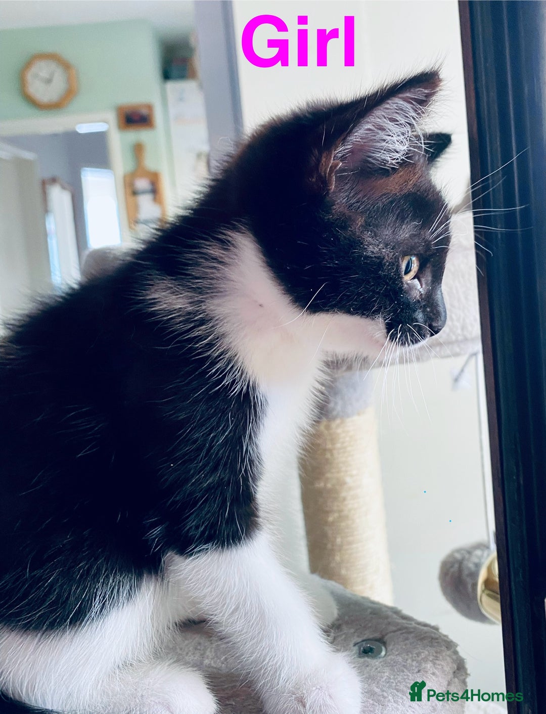 Domestic Shorthair cats for sale: Cute kittens for sale - Image 3