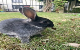 Mixed Breed rabbits for sale: 3 Mini Lop Cross Rabbits - Image 4