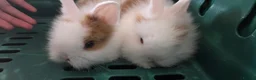 Lionhead rabbits for sale: 2 beautiful purebred lionhead rabbits - Advert 9