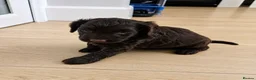 Cockapoo dogs for sale: Rare cockapoo pups with mix blue eyes colour - Advert 12