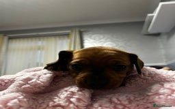 Mixed Breed dogs for sale: Beautiful Doxies - Image 13