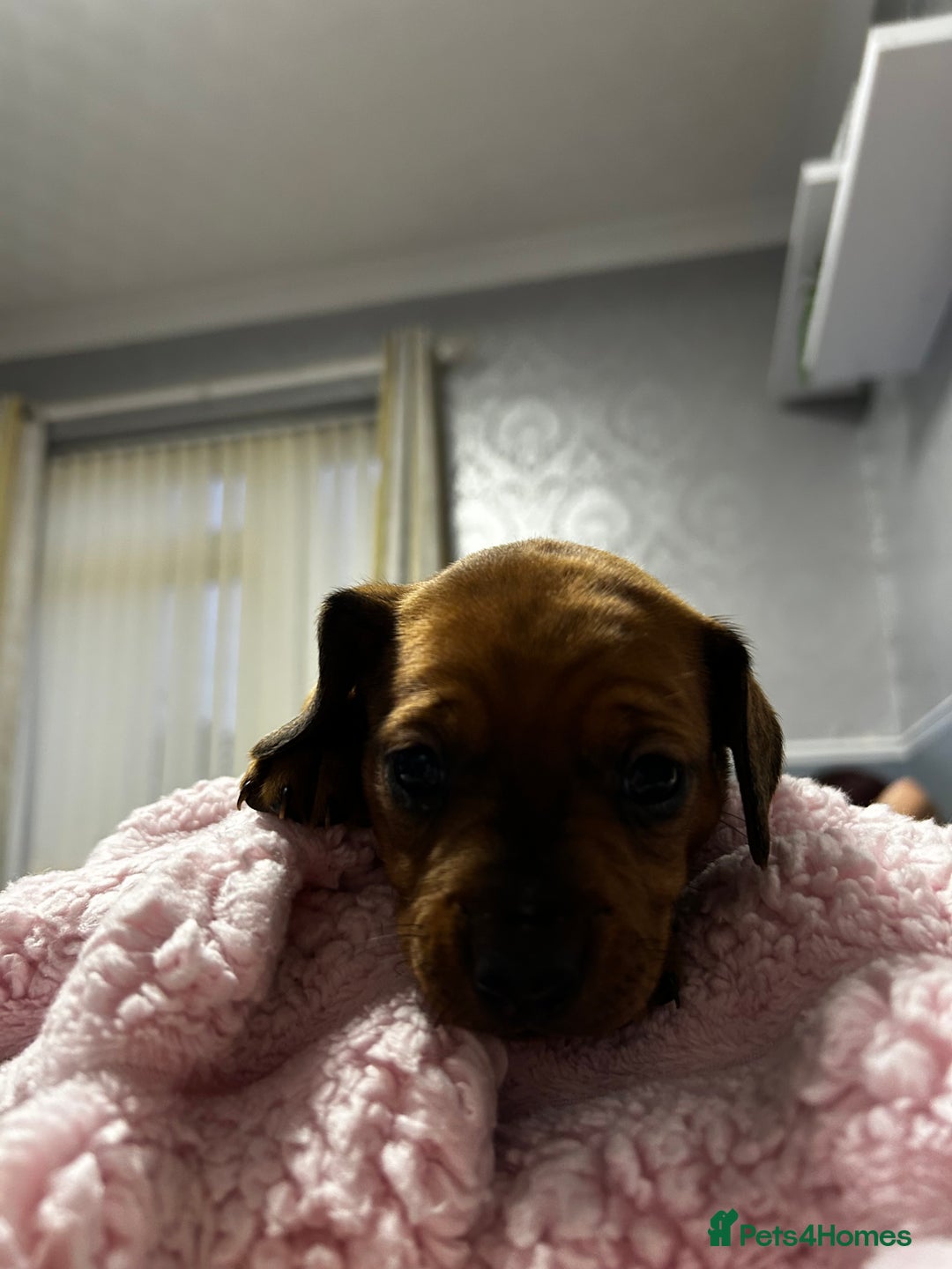 Mixed Breed dogs for sale: Beautiful Doxies - Image 13