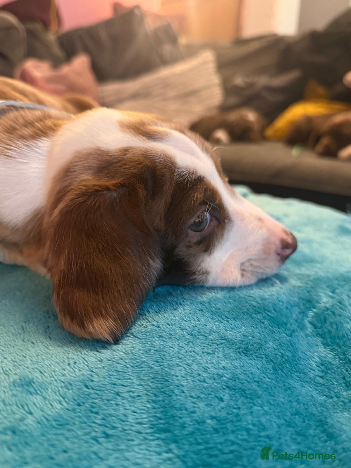 Mixed Breed dogs Doxie puppies  - Advert 2