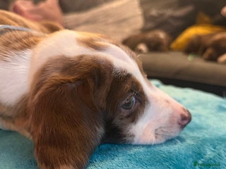 Mixed Breed dogs Doxie puppies - Advert 11