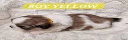 Shih Tzu dogs for sale: Pure bred shih tzu puppies in Cardiff - Advert 13