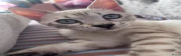 Bengal cats for sale: Our blue eyed girl  - Advert 11