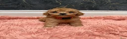 Cavapoo dogs for sale: Stunning Cavapoo Puppies - Advert 17