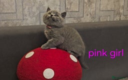 British Shorthair cats for sale: British Blue Shorthair kittens, GCCF pedigree - Image 6