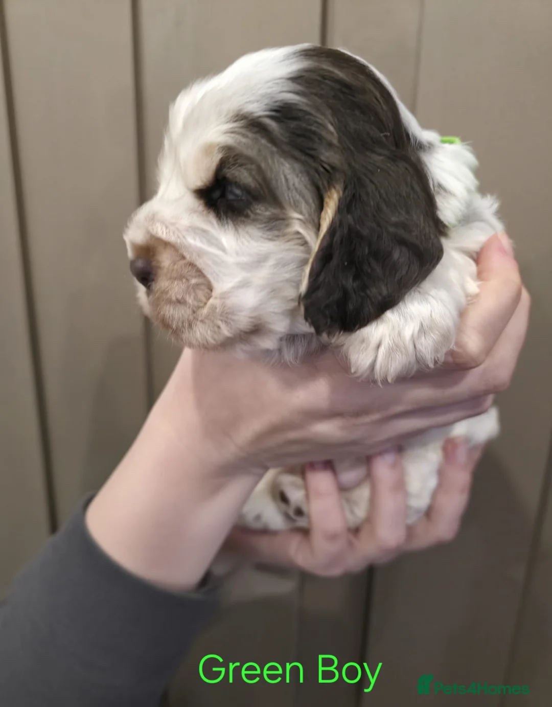Cocker Spaniel dogs for sale: Show Type Cocker Spaniels Ready to leave now - Advert 10