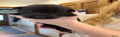 Sheprador 2