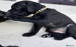 Cane Corso dogs for sale: 🐾 Cane Corso Puppies for Sale  - Image 3