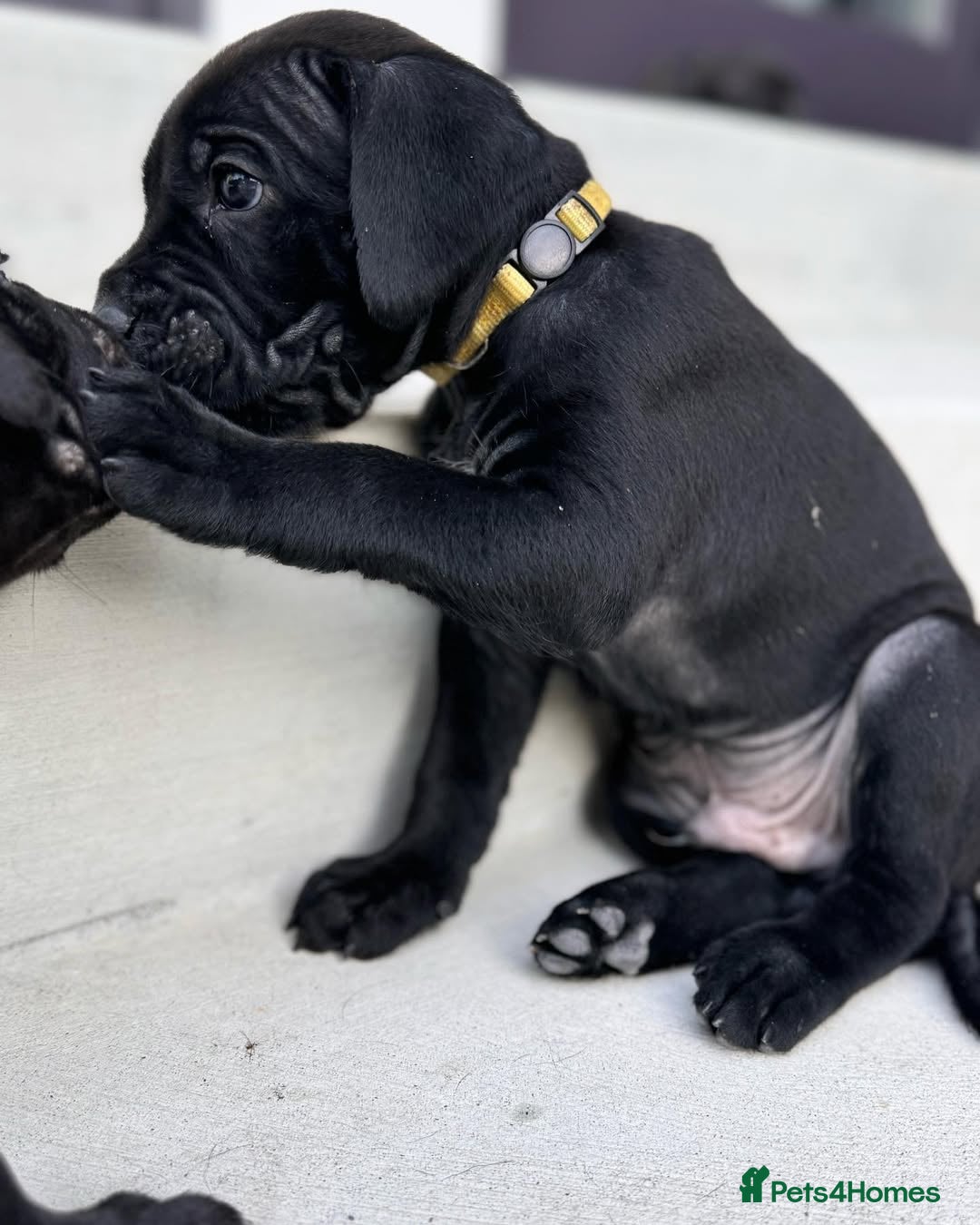 Cane Corso dogs for sale: 🐾 Cane Corso Puppies for Sale  - Image 3