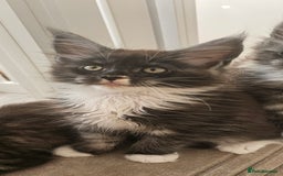 Maine Coon cats for sale: Tica registered maine coon kitten - Image 1