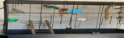 Lovebirds birds for sale: pairs of love birds breeding pairs with cage - Advert 7