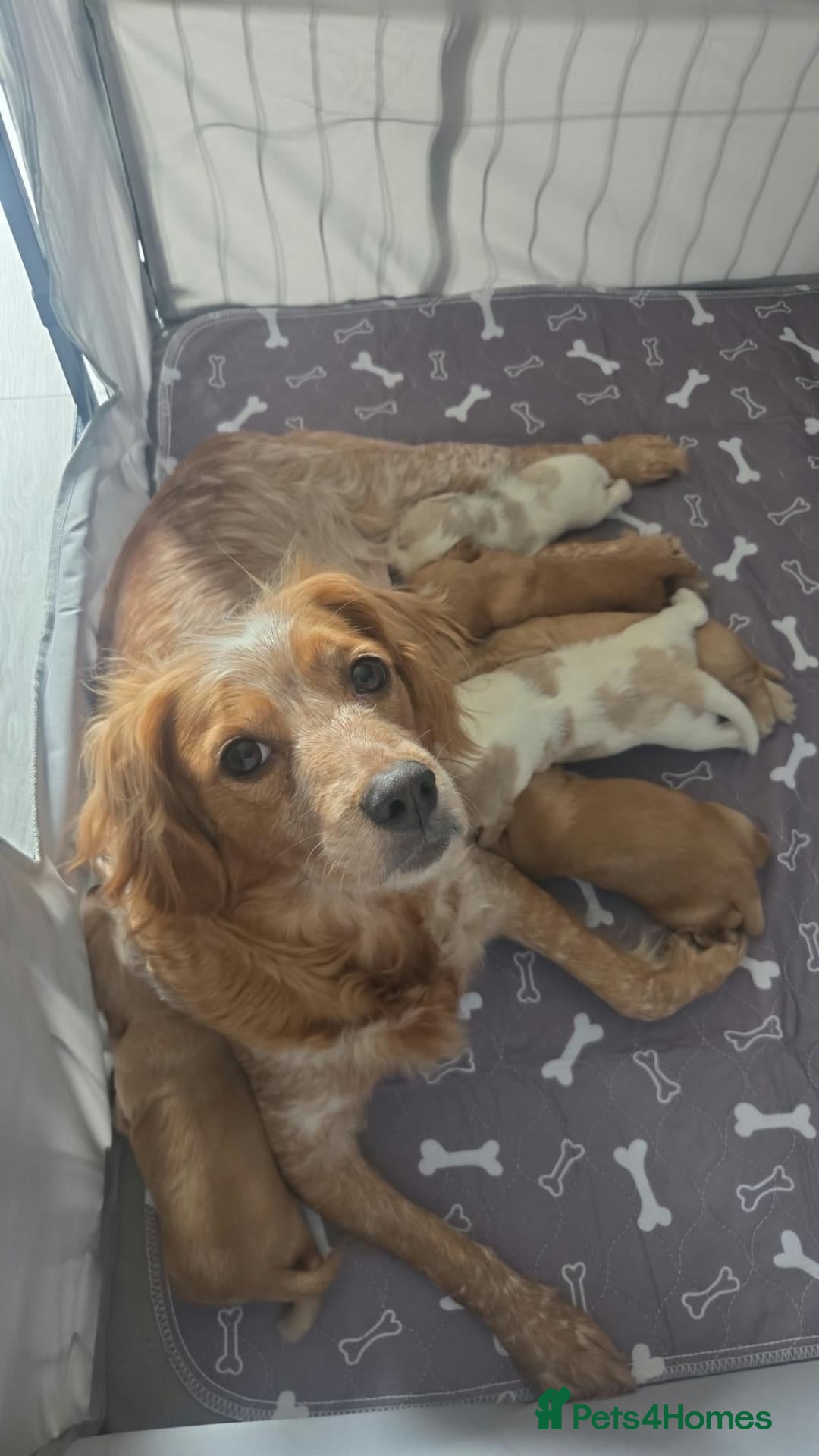 Mixed Breed dogs Cocker spaniel x brittany spaniel - Advert 3