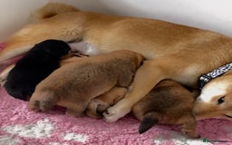 Japanese Shiba Inu dogs for stud: Beautiful Gladiators Warrior ready for stud - Advert 7