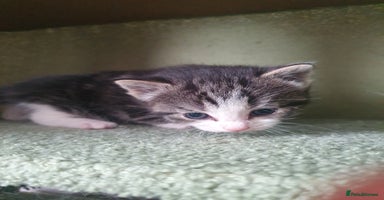 Mixed Breed cats - Advert 5