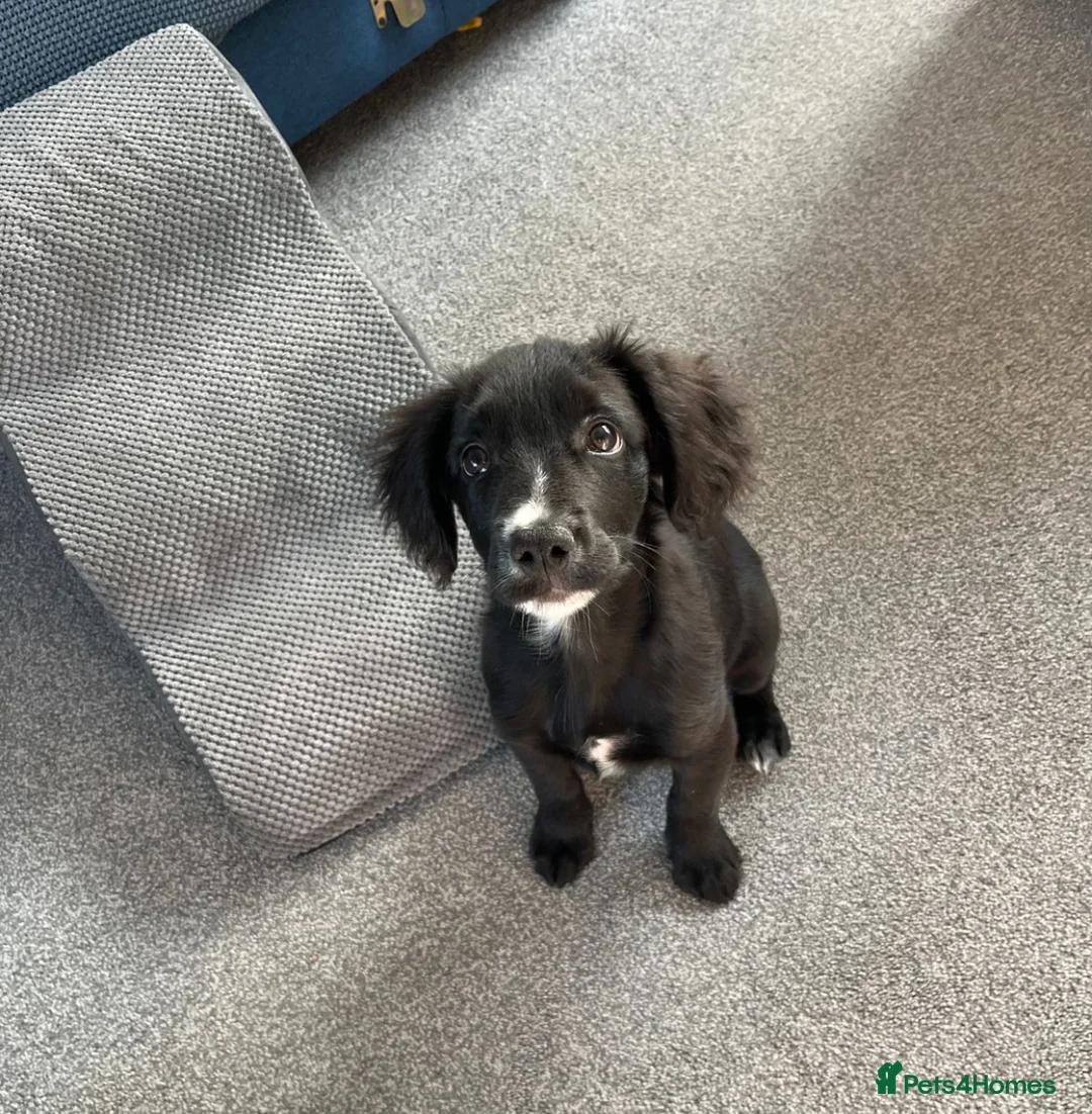 Cockapoo dogs for sale: Rocky in Glasgow - Advert 2