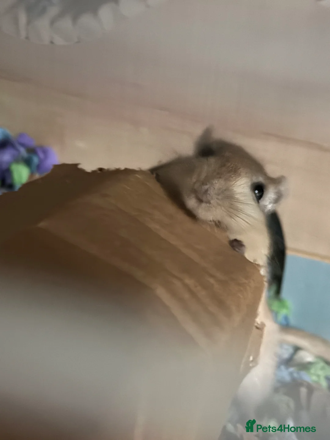 Gerbil rodents for sale: 2 Gerbils (cage, food and toys included!) in Cardiff - Advert 2