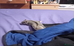 Sugar Glider rodents for sale: Sugar glider 1 boy one girl  - Image 3