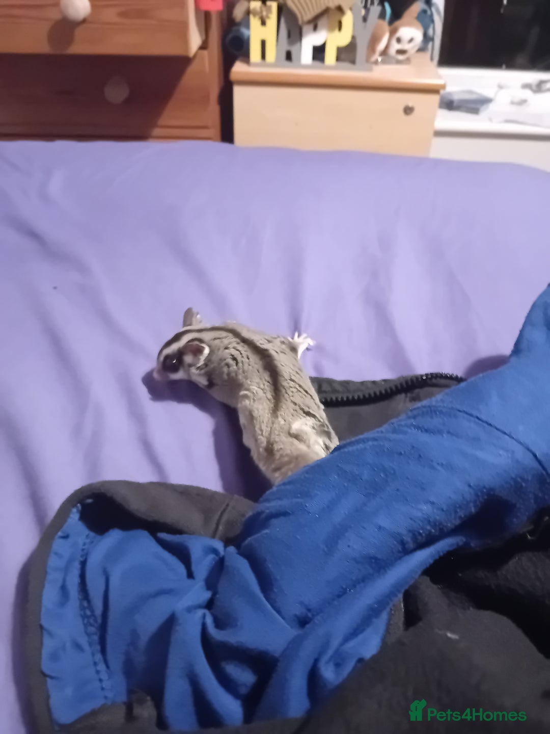 Sugar Glider rodents for sale: Sugar glider 1 boy one girl  - Image 3