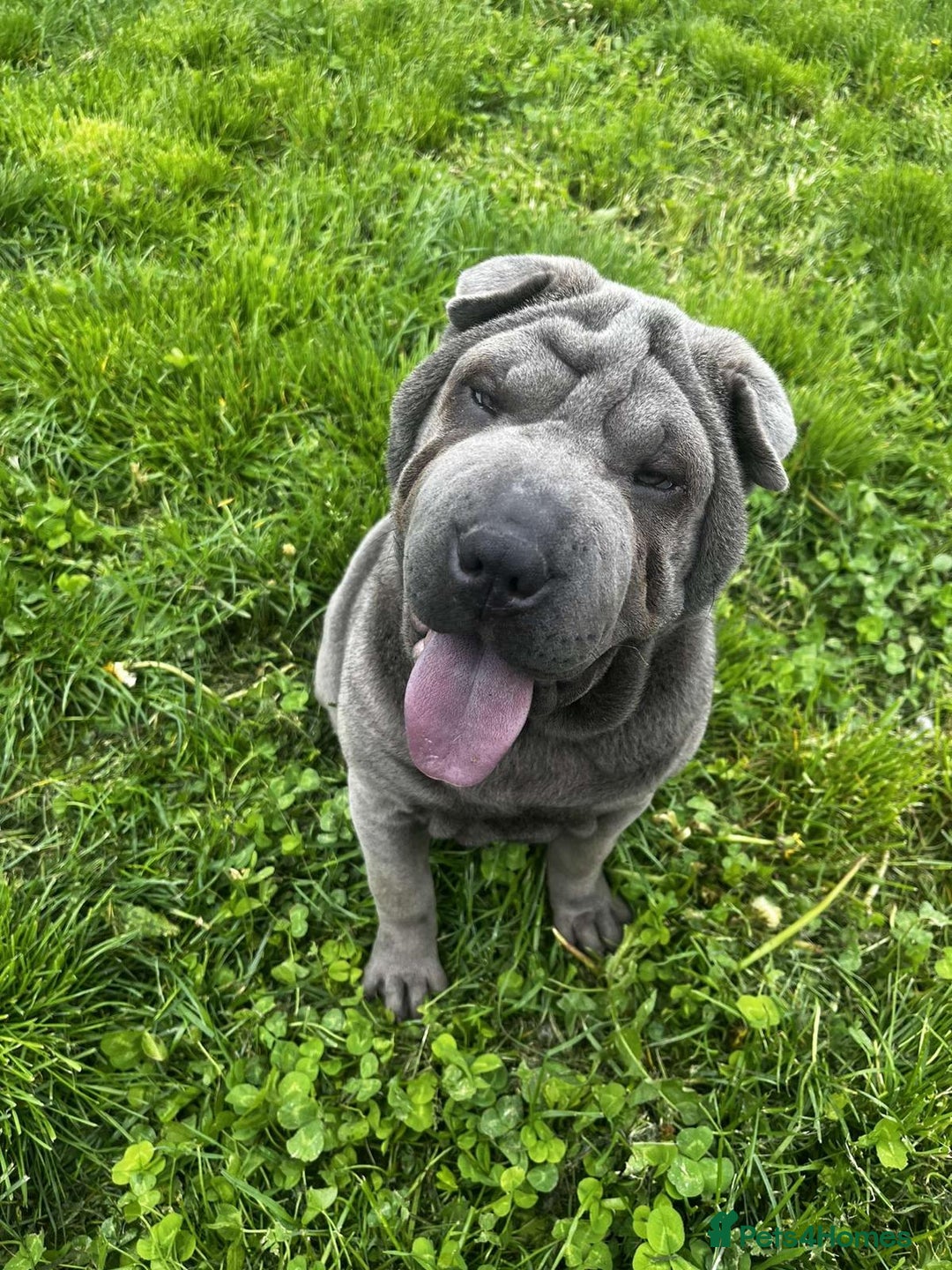 Shar Pei dogs for sale: Female sharpei - Advert 1