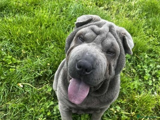 Shar Pei dogs Female sharpei - Advert 1