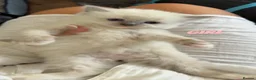 Ragdoll cats for sale: 4 beautiful ragdoll kittens  - Advert 7