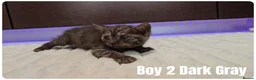 Scottish Fold cats for sale: Scottish Fold & Scottish Straight Kittens  🐾 - Advert 7