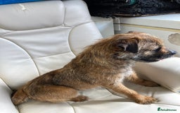 Border Terrier dogs for stud: MEET BODIE  in Maidstone - Image 3