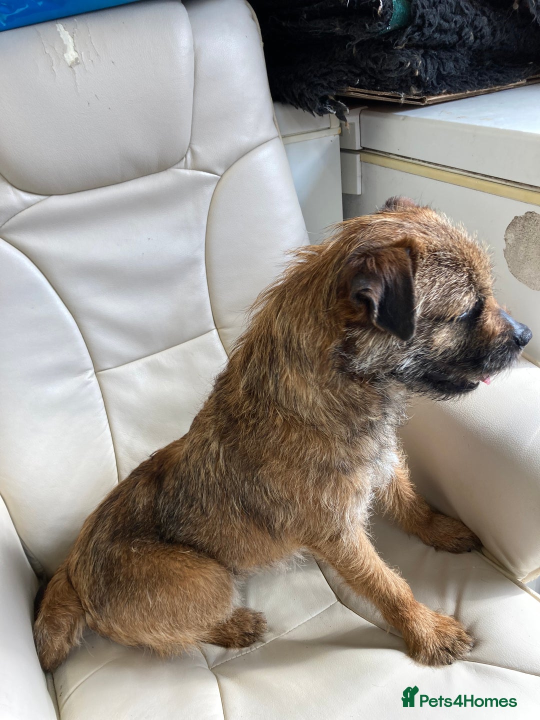 Border Terrier dogs for stud: MEET BODIE  in Maidstone - Image 3