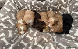 Cockapoo dogs for sale: 🐶Stunning F1 Cockapoos, Licensed Breeder🐾 - Advert 9