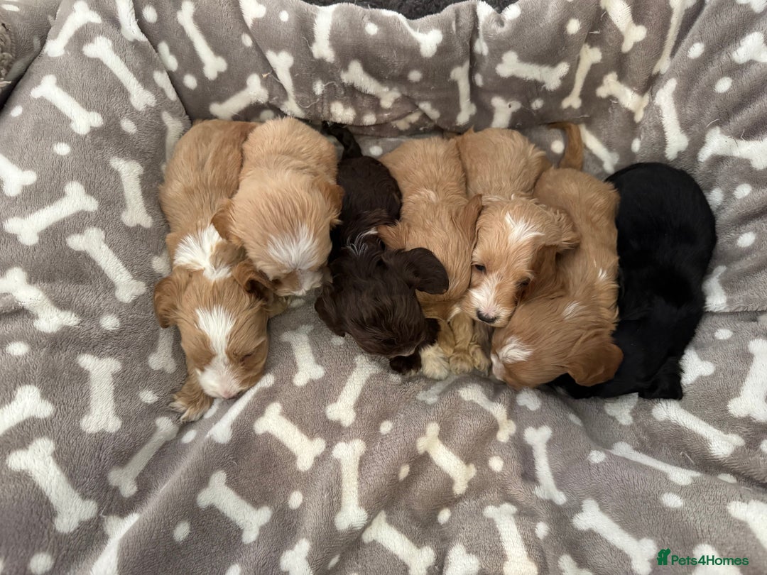 Cockapoo dogs for sale: 🐶Stunning F1 Cockapoos, Licensed Breeder🐾 - Advert 9