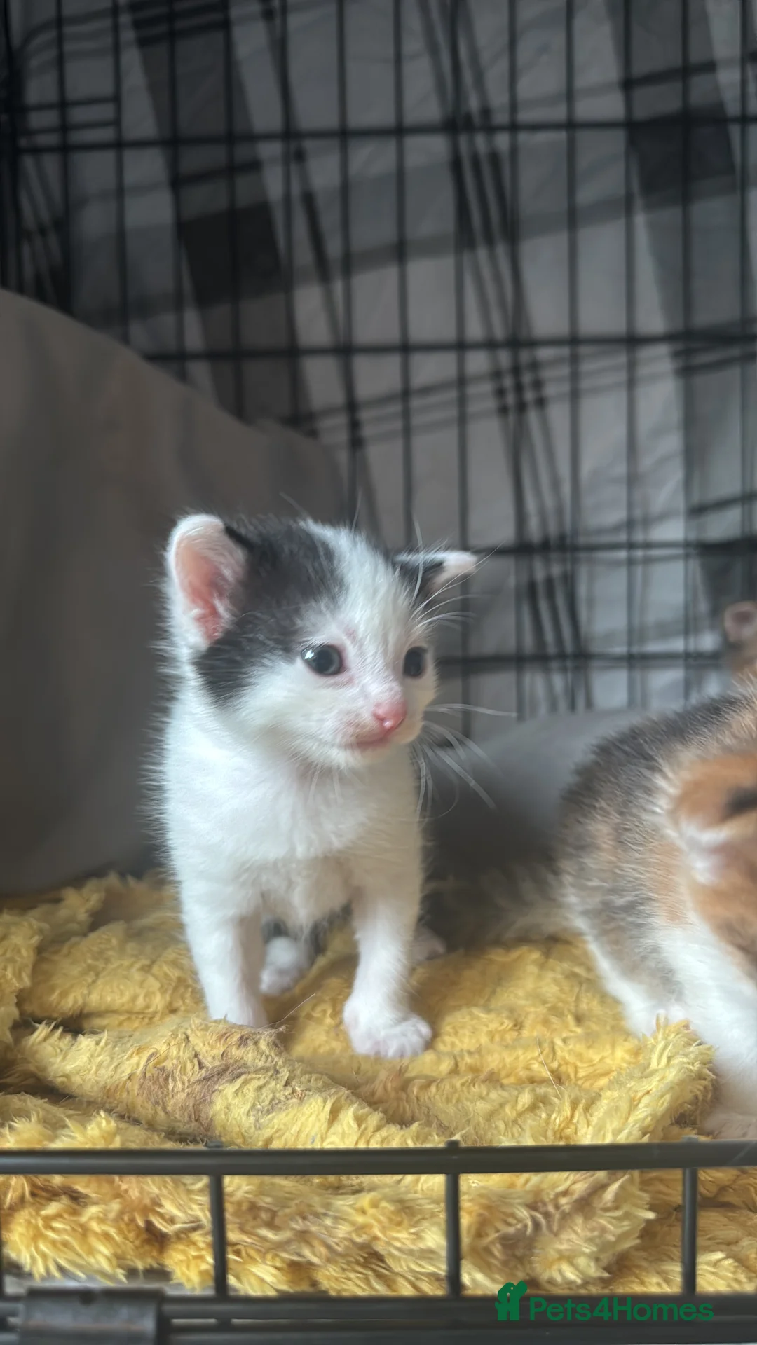 Mixed Breed cats for sale: Beautiful Tortoiseshell & Black & White Kittens - Advert 24