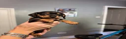 Miniature Dachshund dogs for sale: MINIATURE DACHSHUND PUPPIES 3 BOYS & 5 GIRLS 🐾 in Liverpool - Advert 16